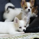 한국참피온 이미지