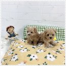 마마스미독 강아지분양 인천점 이미지