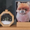마이곰지 | [헬로마이펫]뉴트리댕댕_애견영양제3종 구매후기