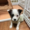 경주동물병원 | 작고 소중한 아이 경주동물사랑보호센터에서 만난 소중한 인연 깻잎이 입양 후기