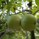 거목식당 이미지