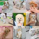 스타켄넬 | [공지] 강아지분양 고양이분양 전 체크리스트 &amp; 정직하고 합리적인 분양 재방문율 높은 멍냥스타!