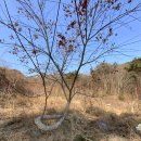 분재형 나무 - 작년 겨울에 찍은 이미지