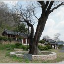 첨모당 Daum카페