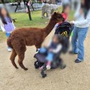 원당로 | 고양시 쥬쥬랜드 실내,외 동물원 주말 방문후기