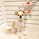 관저펫미용 이미지