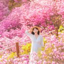 진분홍빛 진달래 축제 이미지