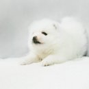 요미독 강아지분양 일산점 이미지