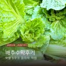 텃밭가꾸기 | 2024 마지막 텃밭 가꾸기 배추 수확 후기