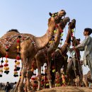기록적인 인플레이션이 파키스탄을 강타함에 따라 Eid 낙타 구매자는 거의 없습니다. 이미지