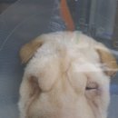 24시청주i동물병원 이미지