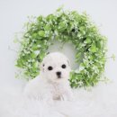 강아지에 빠지다 이미지