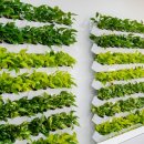 에코 플랜테리어 수경재배 이미지