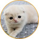 아담스펫 강아지분양 고양이분양 일산점 이미지