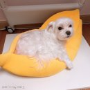 하트펫동물병원 이미지