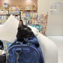 행복한고양이동물병원 | [방콕생활] 행복한 동물병원 스쿰빗 지점 이용 후기 🐾 펫호텔까지