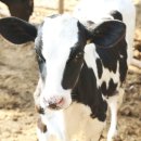 은주목장 이미지