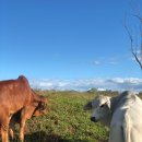 광업농장 | 워킹 홀리데이 | 호주 세컨 비자 농장 구하는 방법