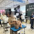 강명주애견미용학원