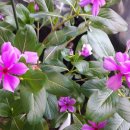 꽃보다의료기 이미지