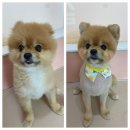 아토 강아지 미용실 이미지