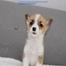 버디독 강아지분양 안심분양센터 김포점 이미지