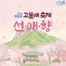 장성-23 | 축제 2026 개화 실시간 현황(3/23 월요일기준) 장성 봄꽃놀이 명소 추천 아이와 후기 선매향 축제 정보