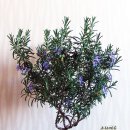 로즈마리 이미지