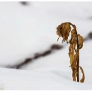 홀로선 사람/조용철 이미지