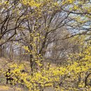 이천행복마을협동조합 | 노랑노랑 봄세상🌼 이천 백사 산수유마을 개화 100% 만개 후기 (주차/포토존)
