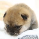 개냥이네 노원본점 이미지