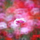 사계광고