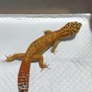 J3617 네이버블로그