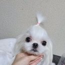 베리하우스 켄넬 이미지