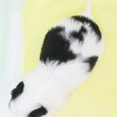 초코네 애견샵 이미지