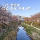 그루아미 | 당진 벚꽃길 / 당진천 벚꽃길 개화 현황 4월 6일 기준 언제쯤 필까?