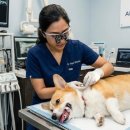 장승준동물치과병원 이미지