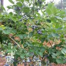 동산농장(1) 이미지