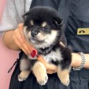 대흥로 | 논산강아지 블랙탄시바 분양 고민 끝에 대전 동양 애견에서 만난 특별한 인연
