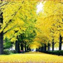 염치읍 은행나무길 이미지