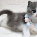 고양이분양 주식회사 제나캣 | 제나캣 방문 후기! 부산에서 노르웨이숲 고양이 분양이 이렇게 편할 줄이야