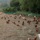 송가축약품 이미지