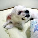 야잉