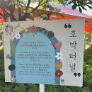가평 자라섬 꽃페스타 실시간 후기｜수국 양귀비 만개, 지금 가장 예쁜 개화상황