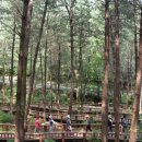 Saneum Natural Recreational Forest promotes healing through ‘forest therapy’ 이미지