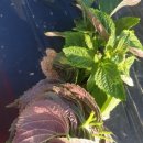 호암농장 이미지