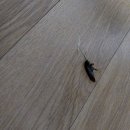 종로광명약국 | 일본바퀴벌레 퇴치 집바퀴 박멸 인천 계양구 아파트 방역업체 야간 밤 방제 후기