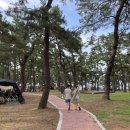 연곡해변 솔향기캠핑장 이미지