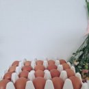 공헌농장 | 난각1번 유정란, 먹어본 순간 왜 이렇게 다르지? 집밥 퀄리티가 확 달라졌던 이유(_계란장조림)