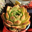 달콤한 오후 이미지